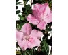 Azalea - Various Sizes 1 Gallon+